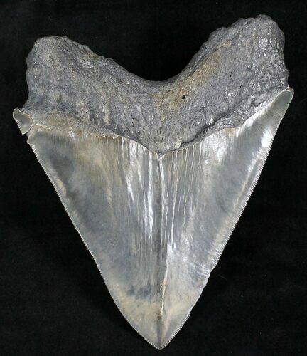 Massive Megalodon Tooth - Serrated #28022
